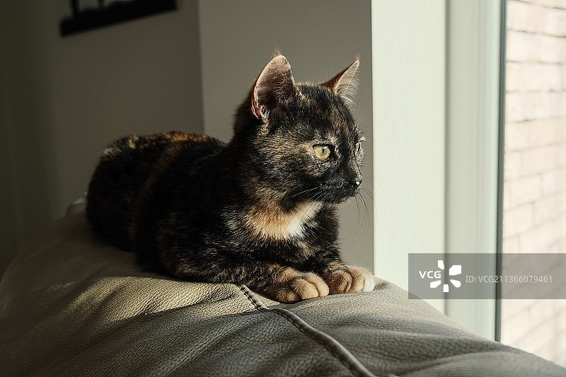 小猫享受阳光的特写图片素材