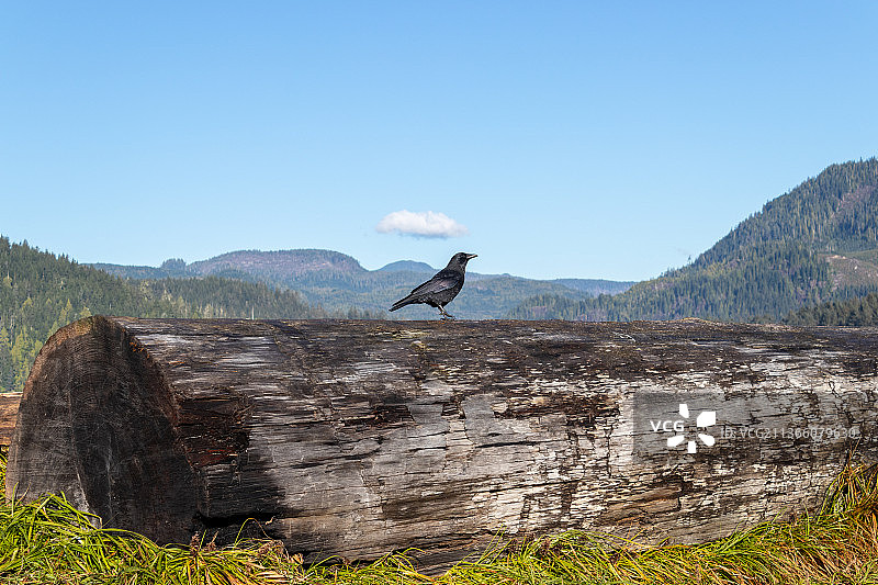站在浮木上的黑乌鸦侧视图，乌鸦栖息在岩石上，背景是晴朗的天空，加拿大伦弗鲁港图片素材