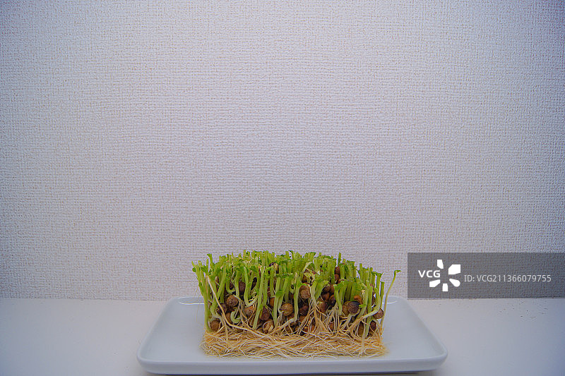 靠墙的桌子上的盆栽植物特写图片素材