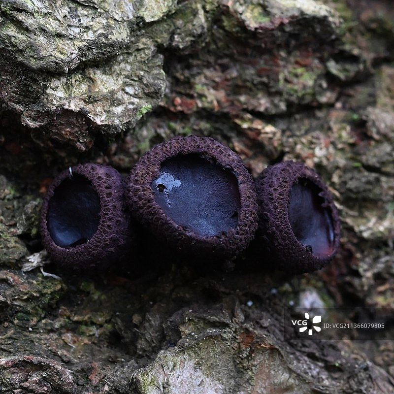 树干上生长的黑耳菌特写图片素材