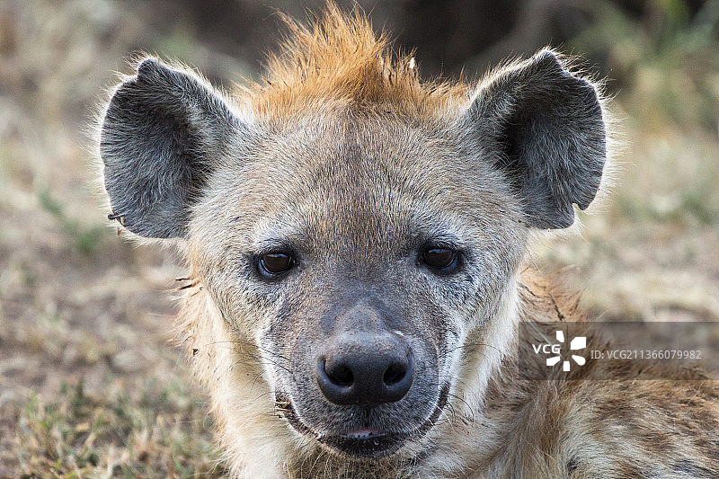 肯尼亚奥洛莫吉的鬣狗和熊的特写图片素材