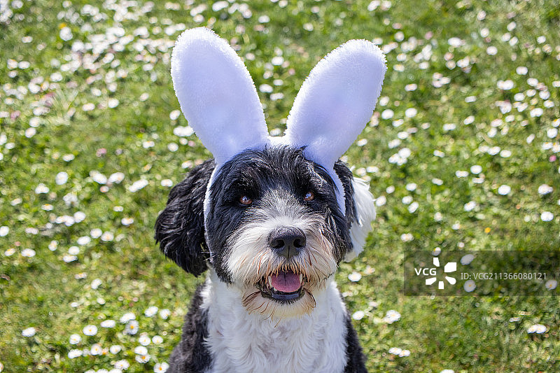 小狗戴着复活节兔子耳朵，葡萄牙水犬在加拿大不列颠哥伦比亚省的田野里图片素材