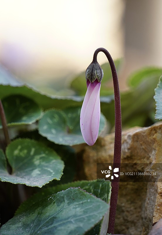 盛开的仙客来紫色花朵特写图片素材