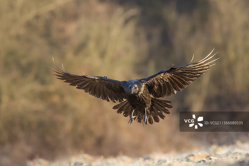 飞翔中的鹰的特写图片素材