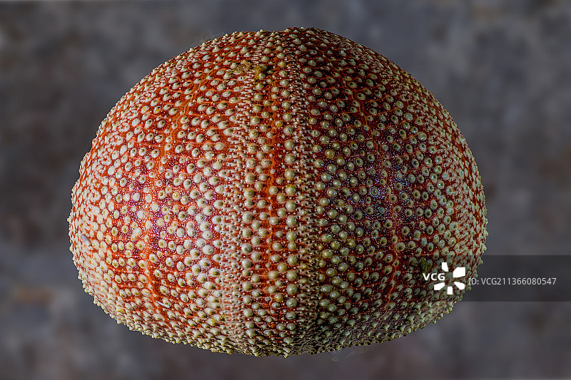 海胆特写，产自美国华盛顿州普尔曼图片素材