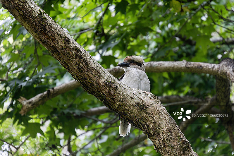 悉尼灌木丛中的笑翠鸟图片素材