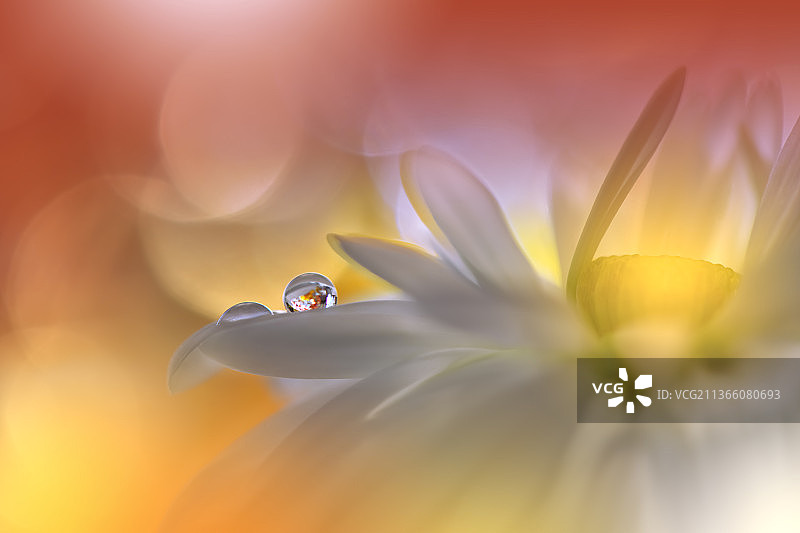 无限的一瞥：湿花的特写图片素材