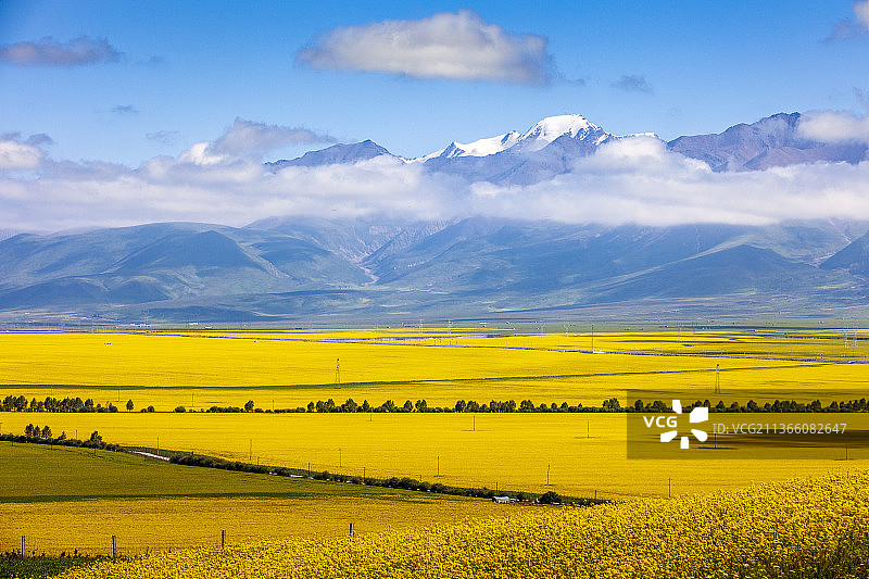 门源油菜花图片素材