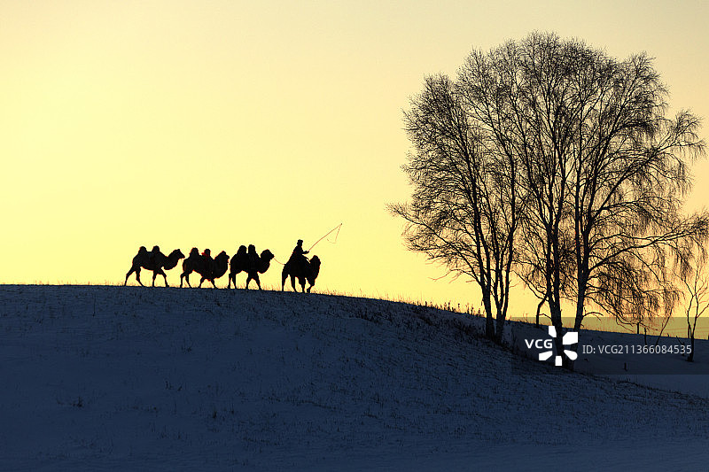 雪地驼队4图片素材