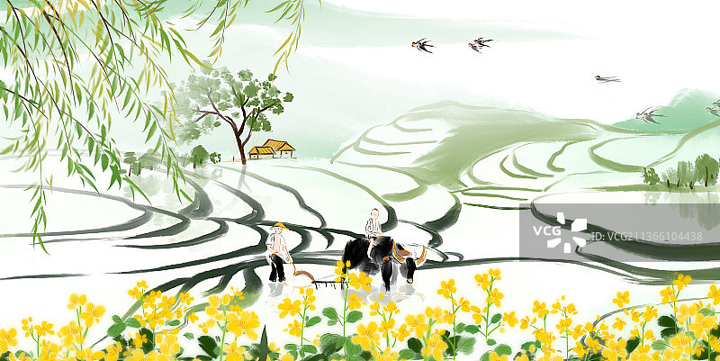 春天梯田图片素材