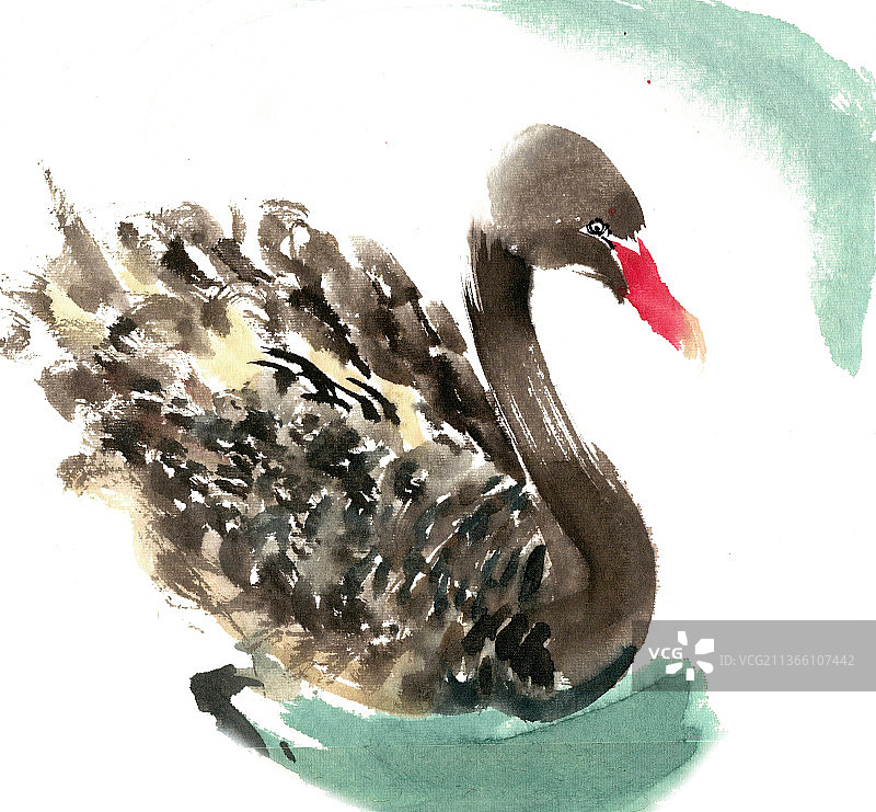 游泳的黑天鹅图片素材