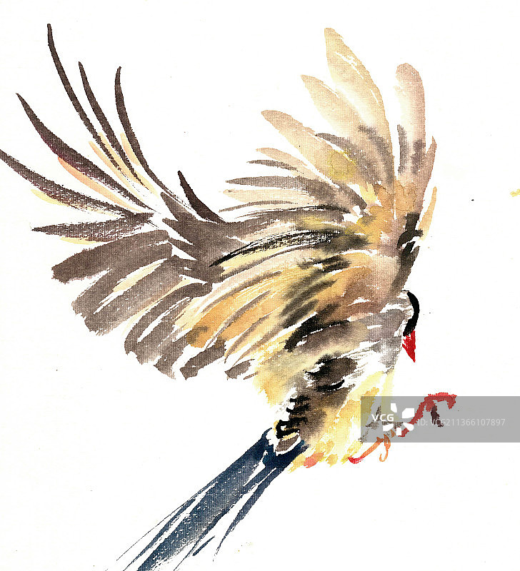 展翅的鸟图片素材