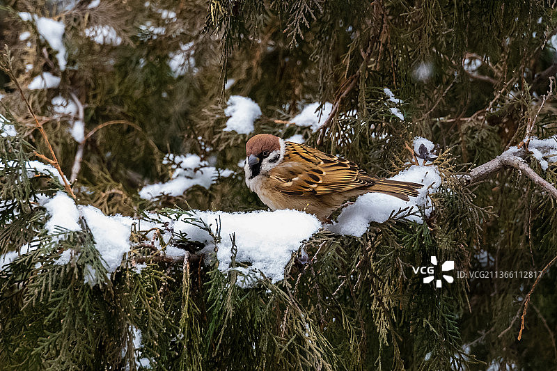 雪后麻雀图片素材