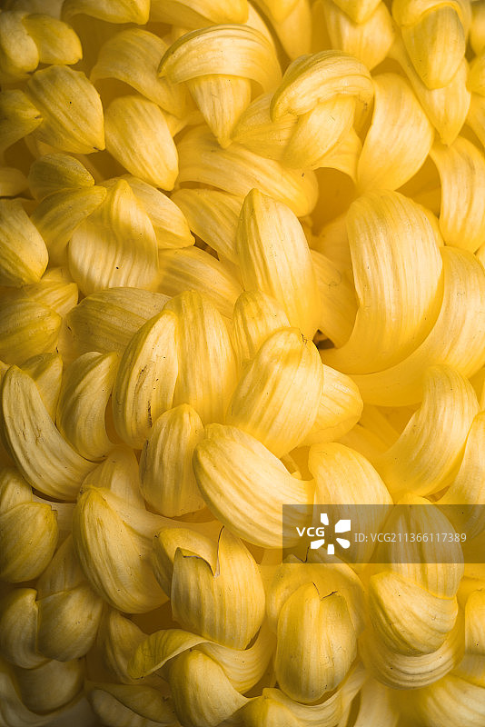 菊花花心中部特写图片素材