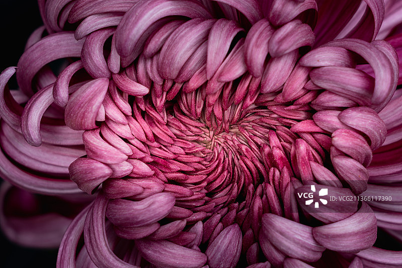 菊花花心中部特写图片素材