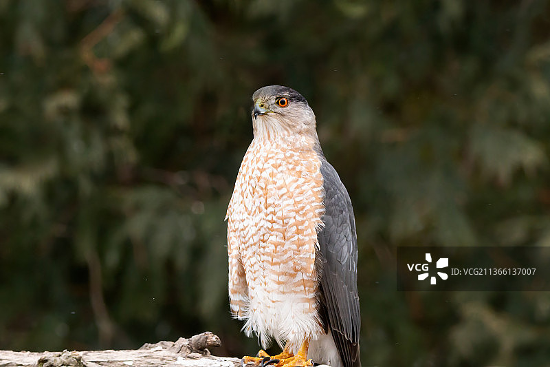 栖息在树枝上猫头鹰的特写图片素材