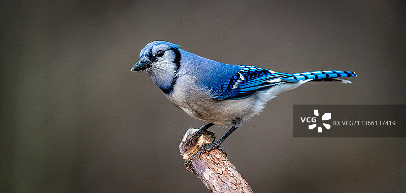 栖息在树枝上的蓝鸟特写（美国俄亥俄州马里埃塔）图片素材