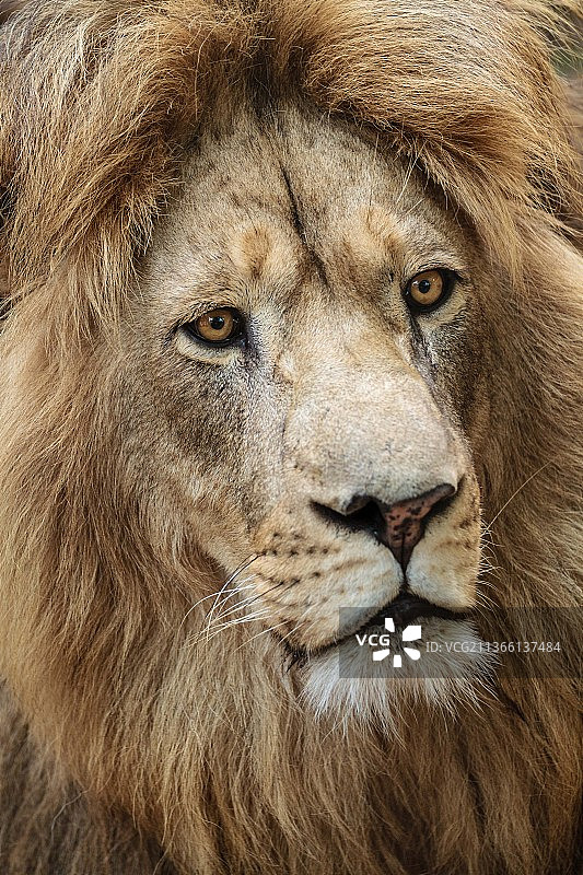 雄狮特写肖像（南非约翰内斯堡）图片素材