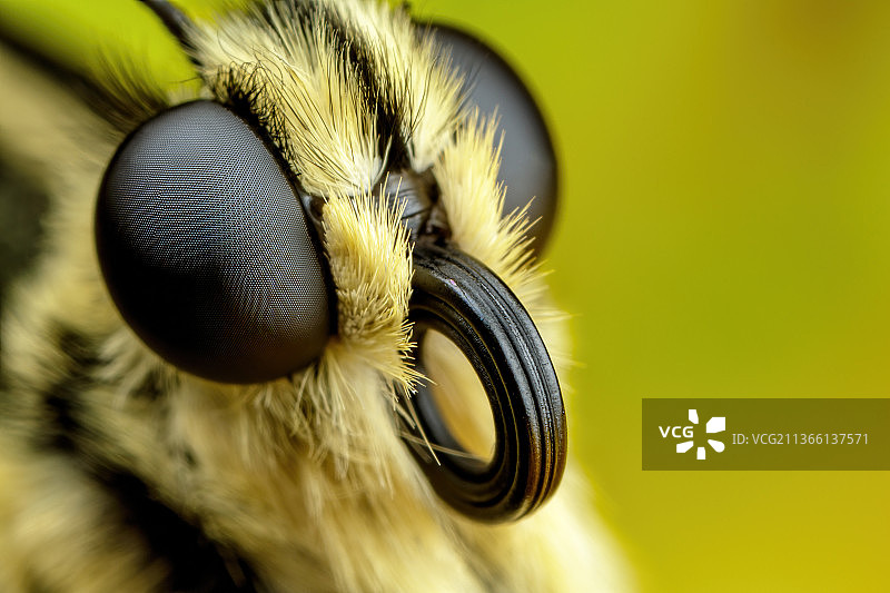燕尾蝶特写：黄色叶子上的昆虫，意大利那不勒斯巴科利图片素材
