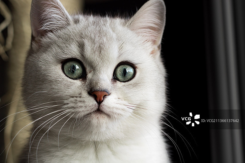 家中的猫的特写肖像图片素材