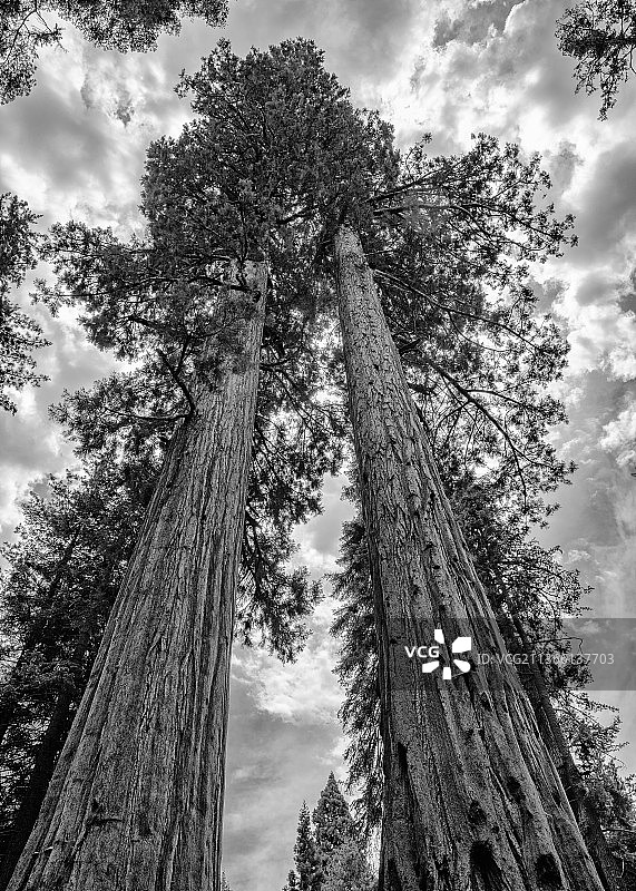 两棵巨型红杉树的低角度景观图片素材