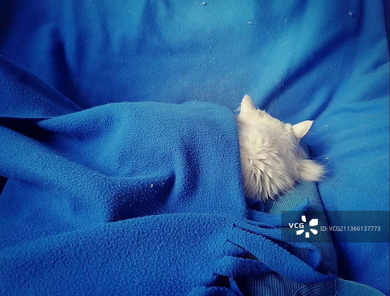 在床上睡觉的猫特写图片素材