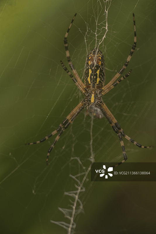 蜘蛛网上蜘蛛特写图片素材