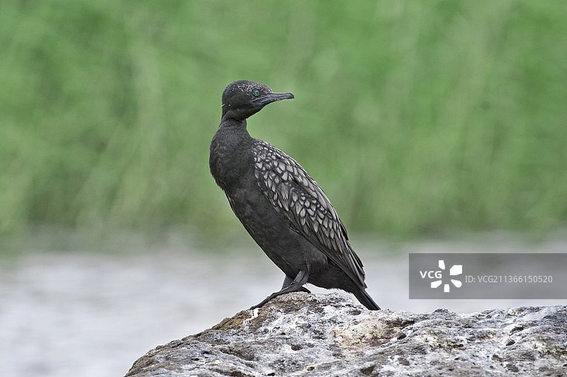 小黑鸬鹚特写：栖息在岩石上的鸬鹚图片素材