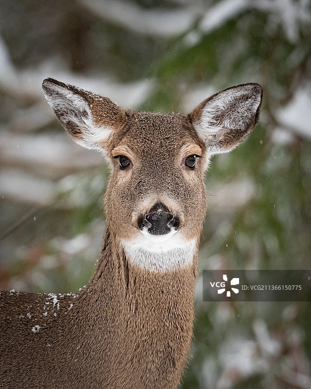 白尾鹿特写肖像图片素材