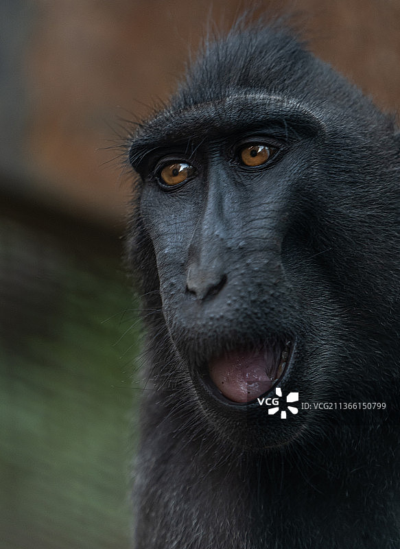 凝视远方的大猩猩特写图片素材