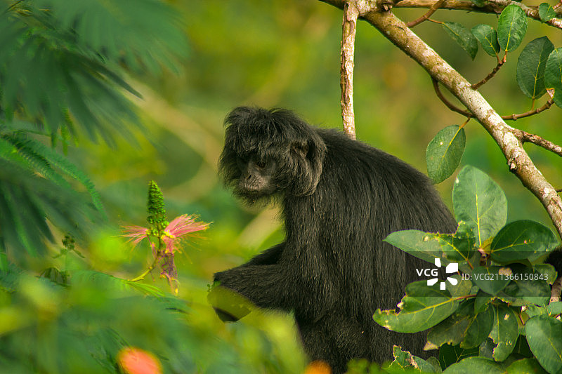 名为苏里里的灵长类动物，蜘蛛猴坐在树上的侧视图图片素材