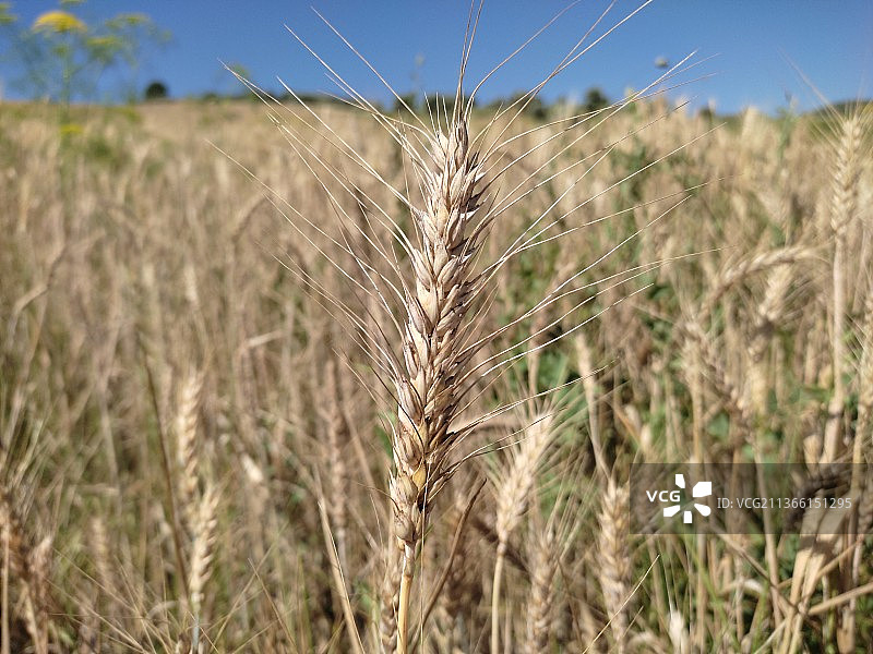 小麦在天空下生长的特写镜头图片素材