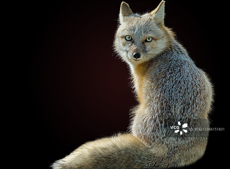 黑色背景下的狐猴特写图片素材