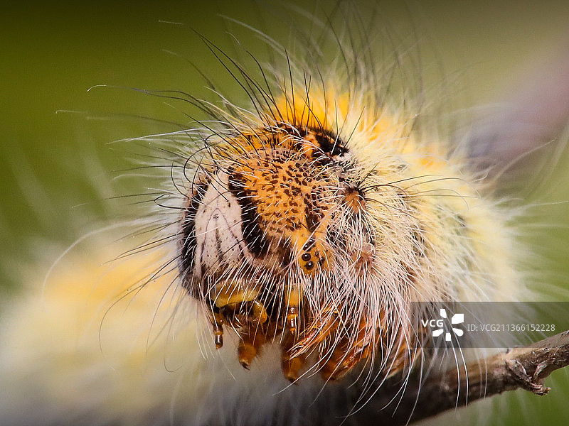 植物上的昆虫特写图片素材