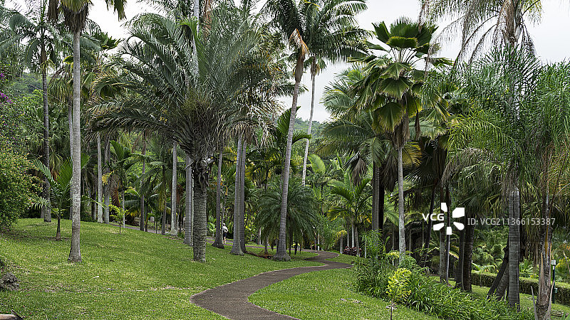 留尼汪公园里的树木图片素材