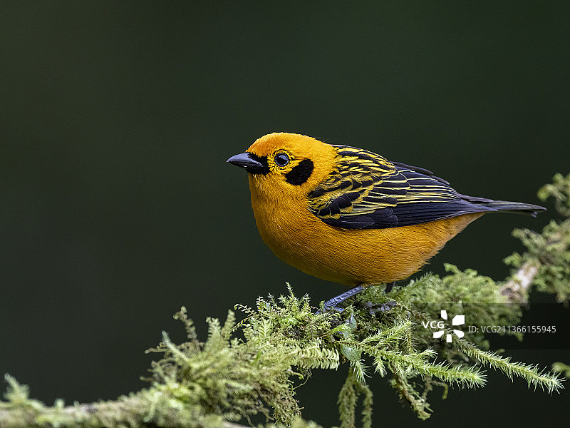 金色唐纳雀特写，栖息于哥伦比亚考卡山谷卡利市树枝上图片素材