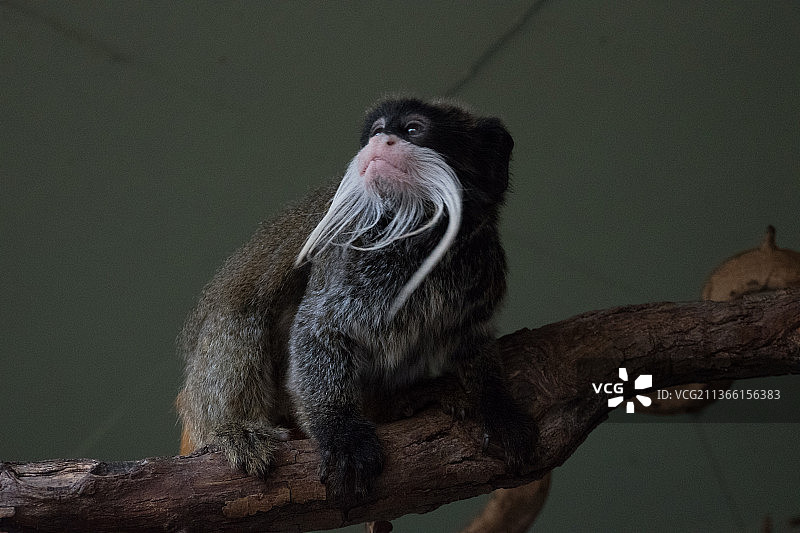 英国伦敦动物园：皇帝绢毛猴图片素材