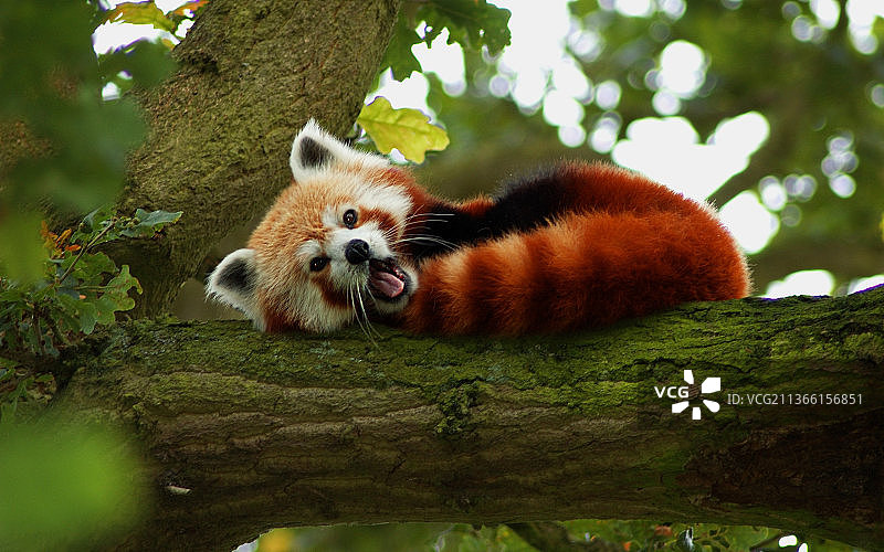 树上的熊肖像图片素材