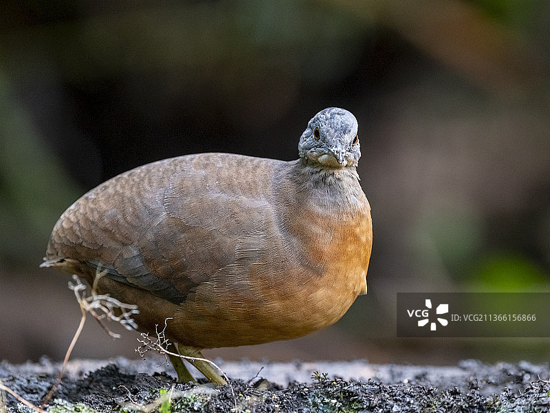 小鸊鷉，鸽子栖息在岩石上的特写，卡利，考卡山谷，哥伦比亚图片素材
