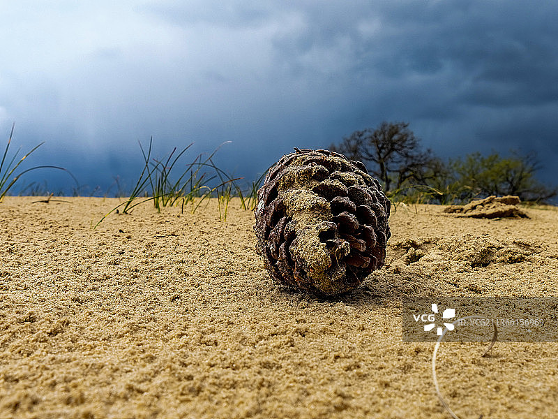 暴风雨即将来临：荷兰卡茨赫弗尔的椰子树特写图片素材