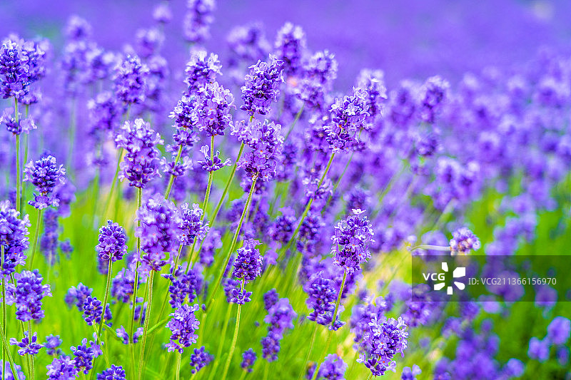 北海道紫色薰衣草花田特写，日本图片素材