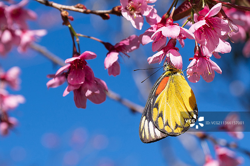 蝴蝶与花朵，清迈樱花特写，泰国图片素材