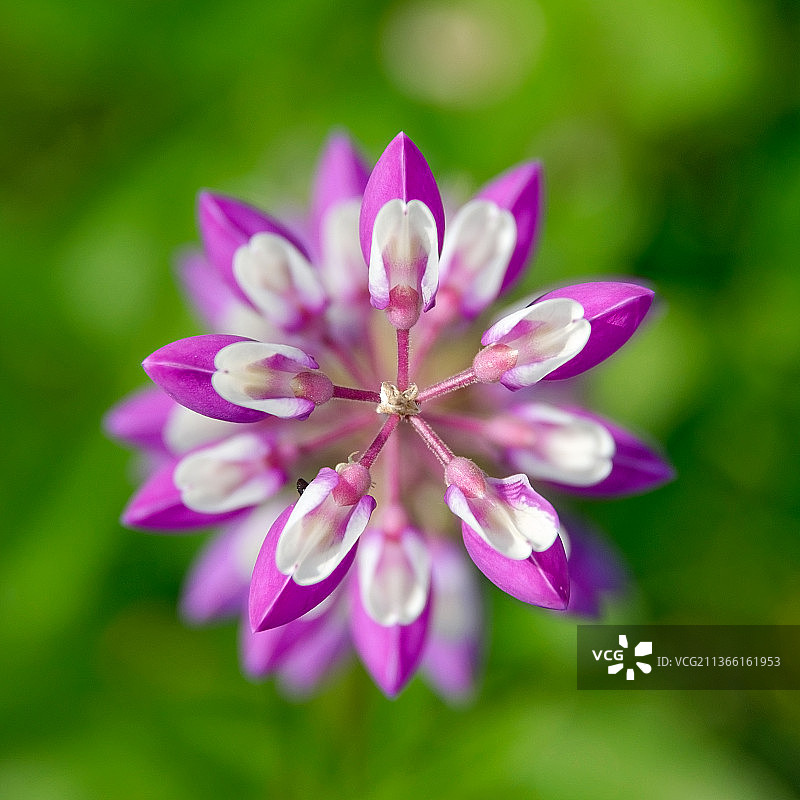 粉色羽扇豆植物特写图片素材