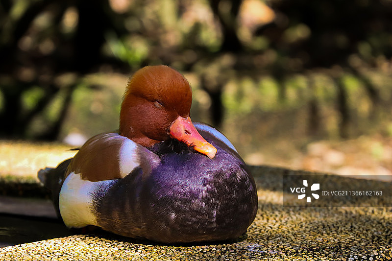 野鸭睡觉，栖息在挡土墙上的鸭子特写图片素材