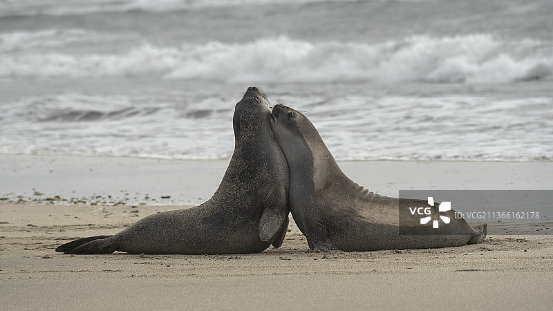 象海豹幼崽在海滩上玩耍，阿根廷丘布特省图片素材