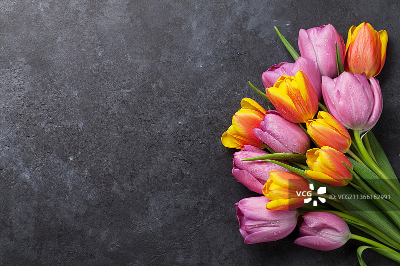 新鲜的彩色郁金香花朵图片素材