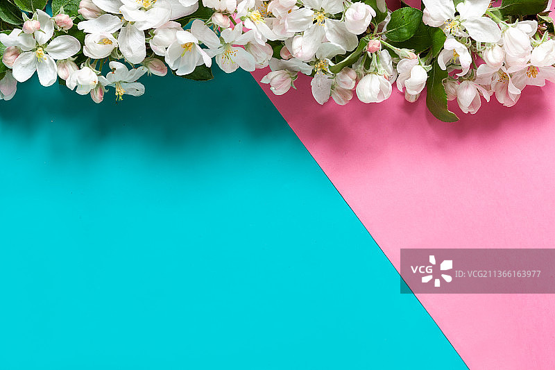 盛开的苹果树枝特写图片素材