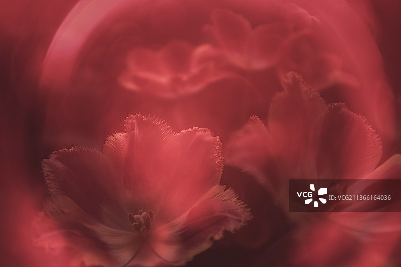 红光下的红色花朵特写图片素材