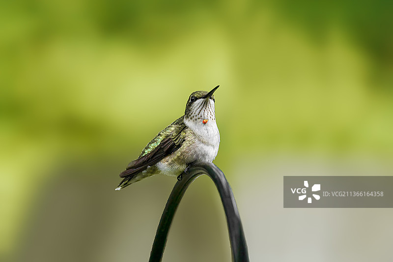 幼年蜂鸟栖息在植物上特写图片素材