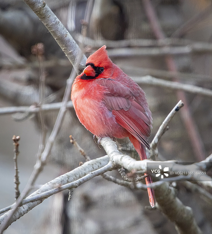 栖息在树枝上的雄性北美红雀特写图片素材